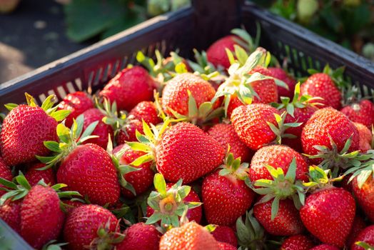 Harvest on strawberry farm