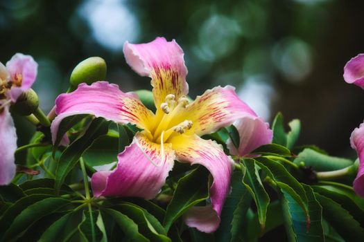 Closeup of a beautiful pink and yellow flower from the silk floss tree