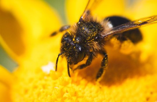 Close-up macro shot of bee in flower collecting pollen