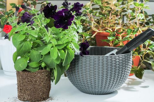 A petunia flower and a beautiful planter with earth and a shovel. Growing flowers at home, on the balcony.