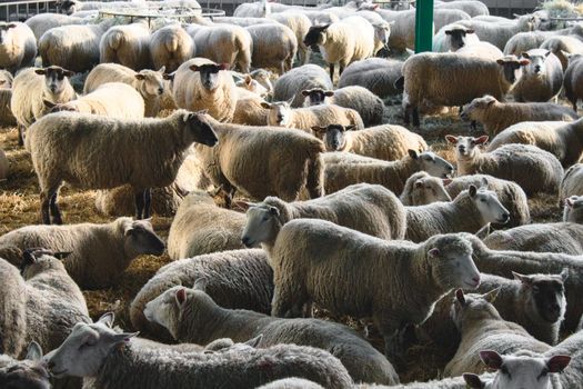 A large flock of unsheared sheep at a cattle farm