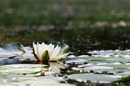 Nature - flower. Beautiful white water lily on the water surface. Colorful background