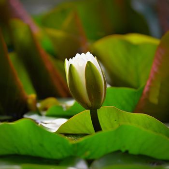 Nature - flower. Beautiful white water lily on the water surface. Colorful background