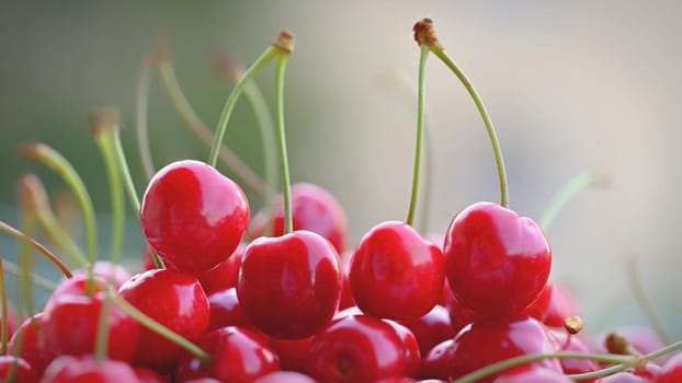 Beautiful red fresh cherries. Healthy food - fruits. Concept for organic and healthy lifestyle