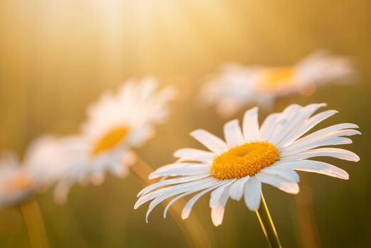 Summer field in blossom, close up, copy space.