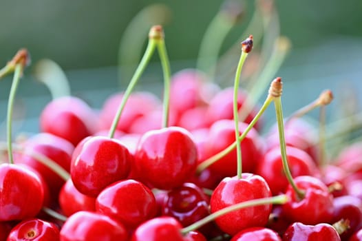 Beautiful red fresh cherries. Healthy food - fruits. Concept for organic and healthy lifestyle