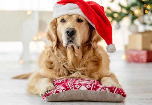 Golden retriever dog wearing Santa hat lying on pillow and looking at camera Christmas closeup portrait. Purebred doggy pet on New Year holidays