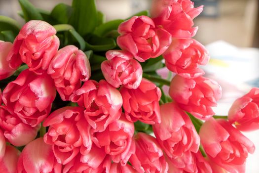pink Tulip varieties Dreamland close-up. fresh bouquet of tulip buds. Close-up petals. selective focus. High quality photo