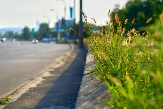 vegetation consisting of typically short plants with long, narrow leaves, growing wild or cultivated on lawns and pasture, and as a fodder crop.