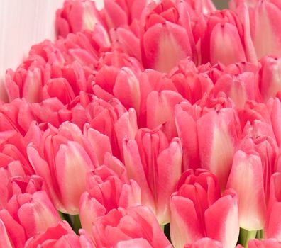 pink Tulip varieties Dreamland close-up. fresh bouquet of tulip buds. Close-up petals. selective focus. High quality photo