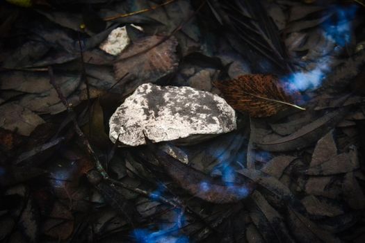 A white rock in a stream full of fallen leaves