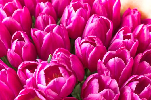 pink Tulip varieties Barcelona close-up. fresh bouquet of tulip buds. Close-up petals. selective focus. High quality photo