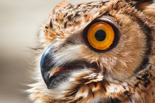 Close-up of an Eurasian / European eagle-owl