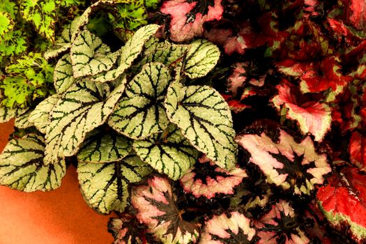 Colorful and beautiful Begonia plants in the garden