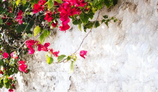 White washed rustic wall with pink flowers and green leaves with copy-space for text