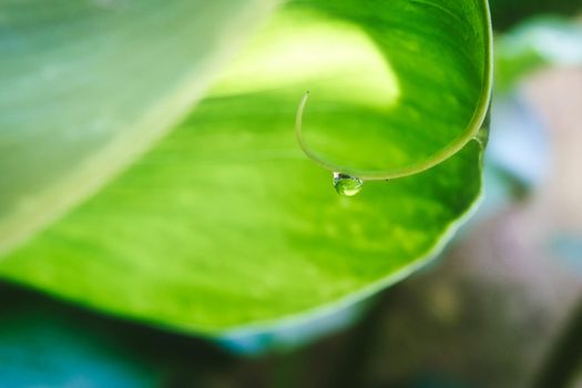 Closeup of a water droplet hanging from a plant stem with a green leafy background