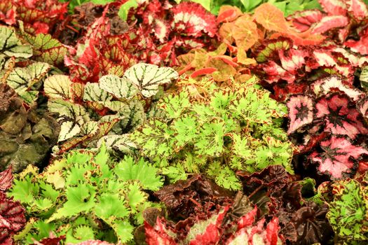 Colorful and beautiful Begonia plants in the garden