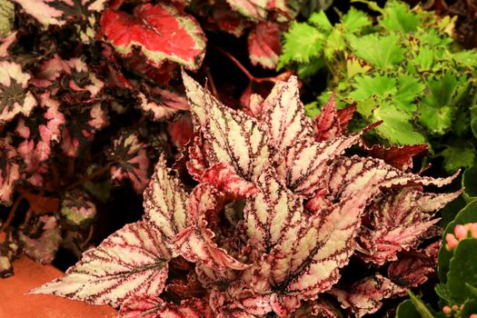 Colorful and beautiful Begonia Rex plant in the garden