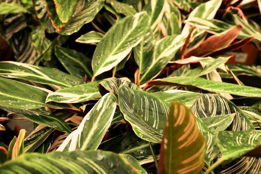 Colorful Calathea Ornata plants in the garden