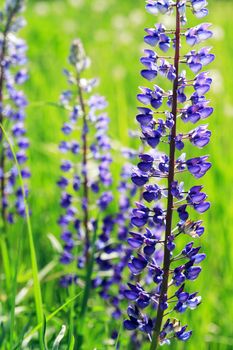 Closeup of very nice freshness blue lupine flower against green grass background