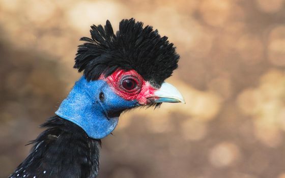 Close-up of a crested guineafowl against a blurred background