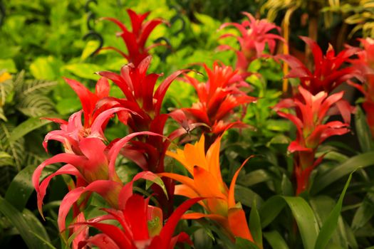 Colorful and beautiful Guzmania Monostachia Rusby plants in the garden