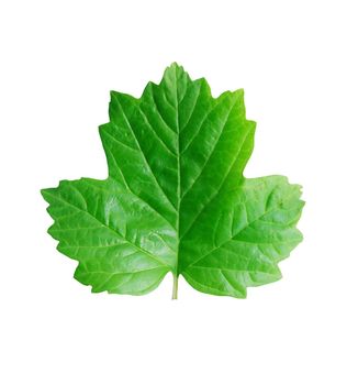 Freshness green leaves isolated on white background with clipping path