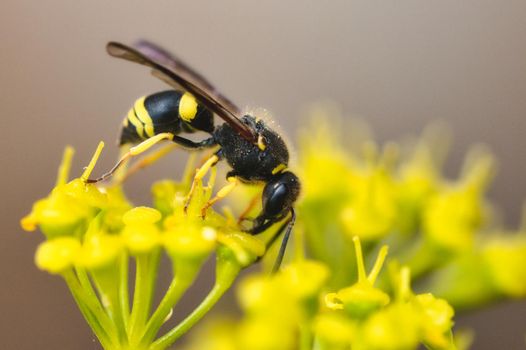 Close-up macro shot of a wasp on a yellow flower