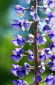 Closeup of very nice freshness blue lupine flower against green grass background