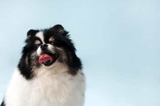 Cute pomeranian with his tongue hanging out on a blue background with copy space. Place to advertise dog food or toys