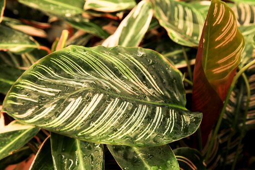 Colorful Calathea Ornata plants in the garden