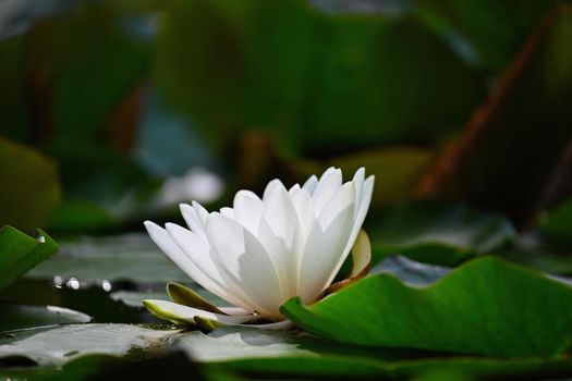Nature - flower. Beautiful white water lily on the water surface. Colorful background