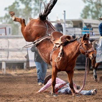 Cowboy riding a bucking bronc at a country rodeo Australia, falls off onto the ground