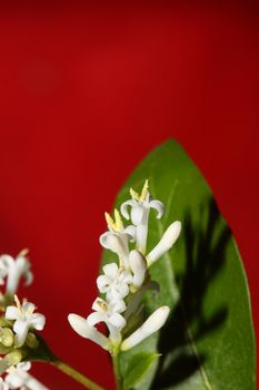White flower blossom close up botanical modern background ligustrum vulgare family oleaceae big size high quality prints wall poster