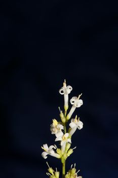 White flower blossom close up botanical modern background ligustrum vulgare family oleaceae big size high quality prints wall poster