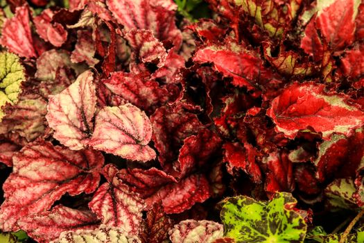 Colorful and beautiful Begonia plants in the garden