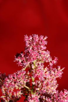 Purple flower blossom close up botanical background high quality big size prints astilbe japonica family saxifragaceae wall poster