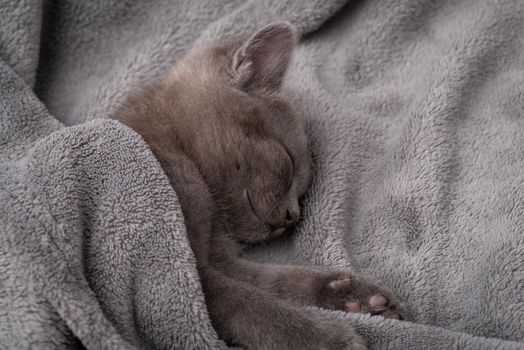 Beautiful small cat having a rest on comfortable bed after playing