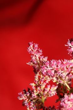 Purple flower blossom close up botanical background high quality big size prints astilbe japonica family saxifragaceae wall poster