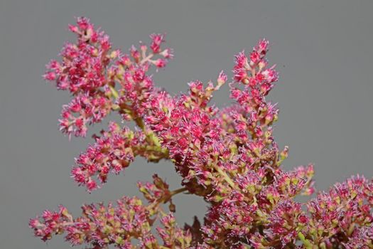 Purple flower blossom close up botanical background high quality big size prints astilbe japonica family saxifragaceae wall poster