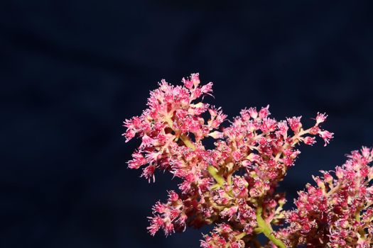 Purple flower blossom close up botanical background high quality big size prints astilbe japonica family saxifragaceae wall poster