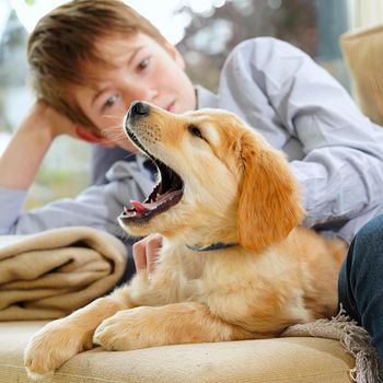 hovawart golden puppy. Young Boy Playing with his Puppy at home. pets and children. happy boy dreaming about a puppy