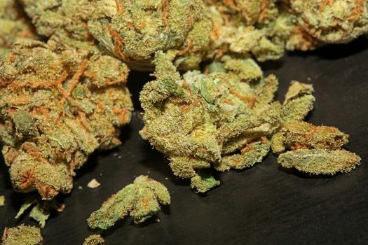 Marihuana buds close up in black background pure medical cbd super lemon haze cannabis sativa family cannabaceae big size high quality print