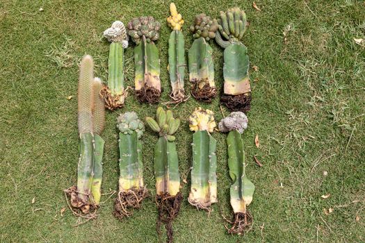 Grafted cactus bare roots plants