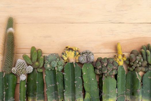 Grafted cactus with wooden background and copy space