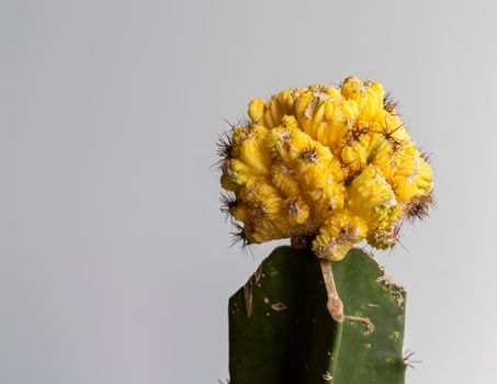 Euphorbia crest grafted cactus head shot