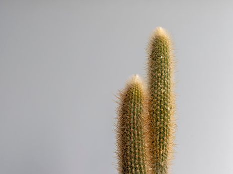 Silver torch cactus closeup view