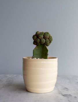 Grafted cactus in a white ceramic pot closeup view