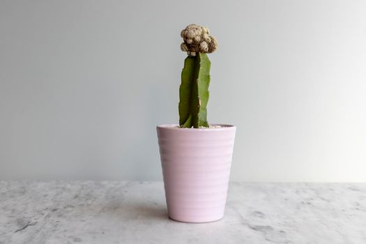 Mammillaria grafted cactus in a beautiful ceramic vase