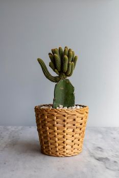 grafted cactus planted in a beautiful brown basket